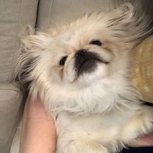 Meet your Posher, Dylan